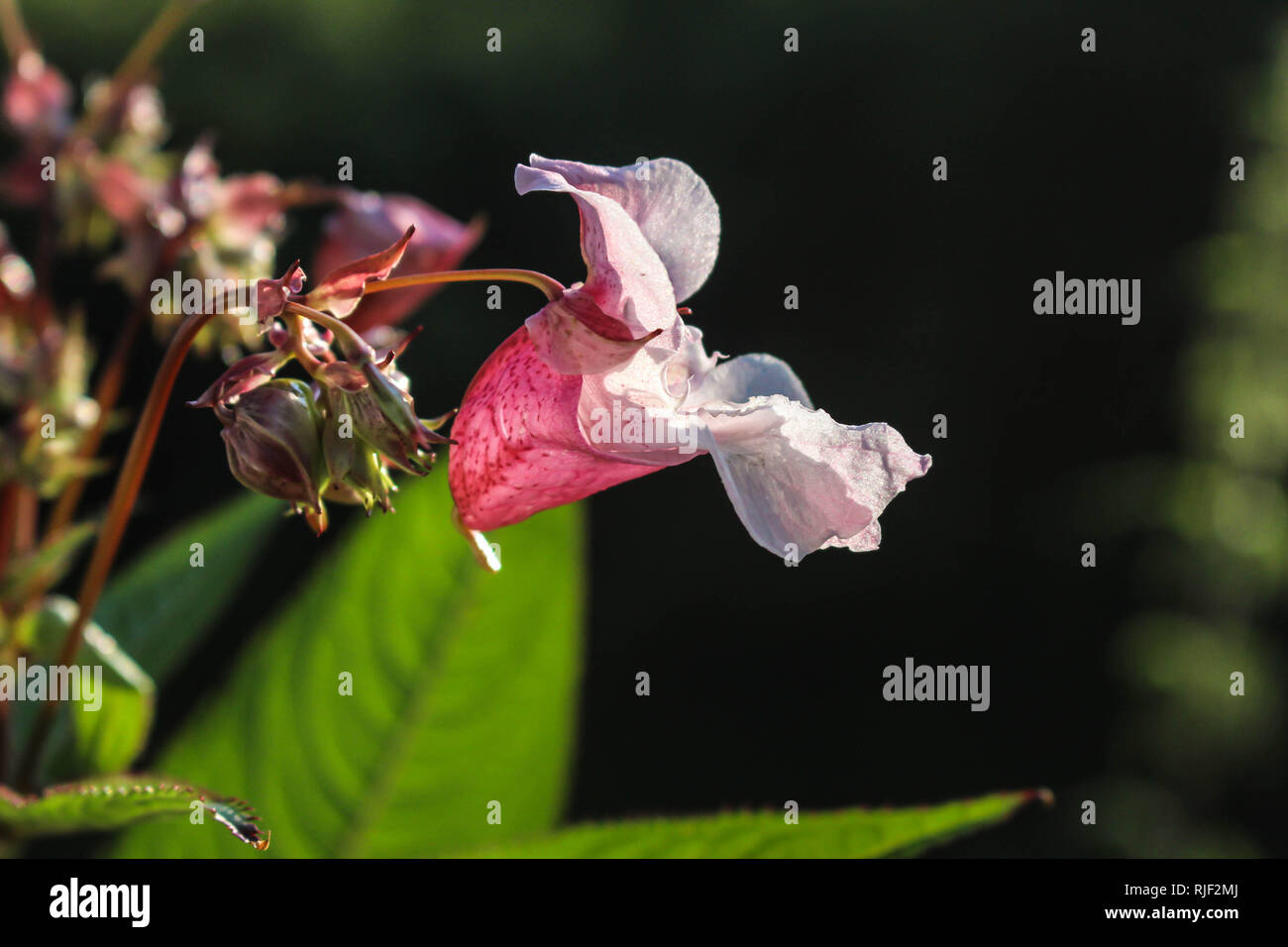 Impatiens glandulifera - Himalayan Balsam in flower in Serbia (Kosovo) Stock Photo