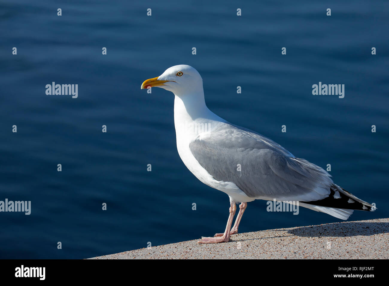 Seagull posing on Chateau L Etoc on Alderney, channel islands. Stock Photo