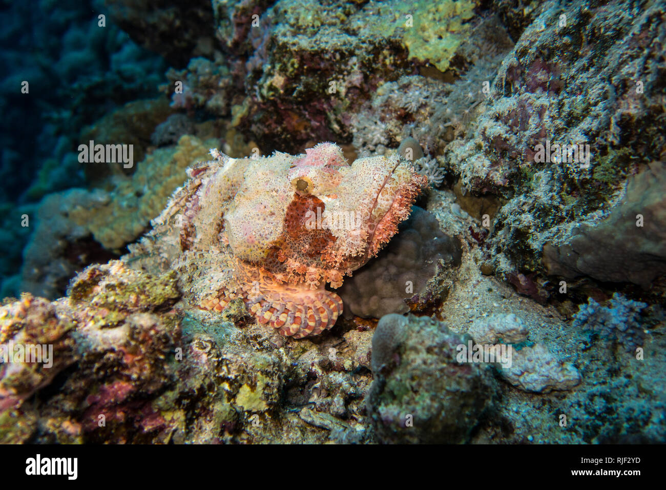 Perfectly camouflaged and disguised stone fish or Skorpion fish waiting for prey in the red Sea in Egypt Stock Photo