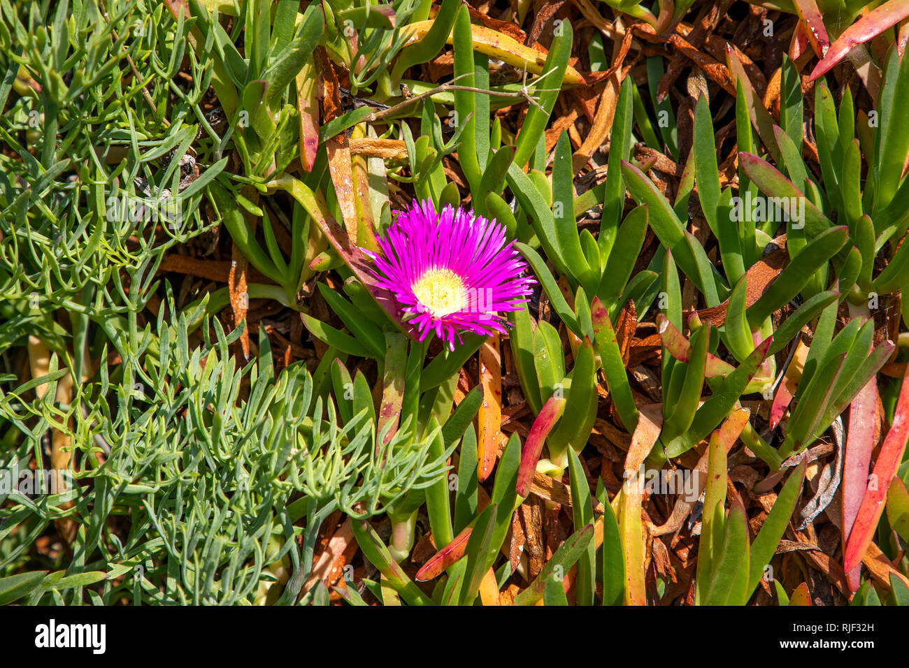 The Alderney fig plant (carpobrotus) with daisy like purple flowers in spring, it has edible fruit and is commonly known as pigface. Stock Photo