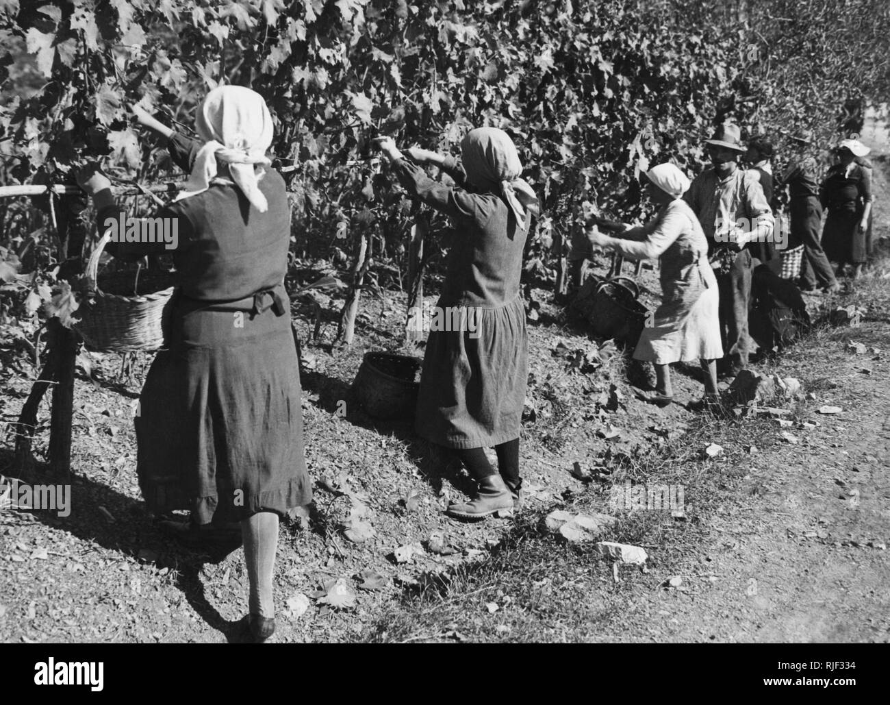 europe, italy, tuscany, gaiole in chianti, peasants during the harvest in brolio, 1930 Stock Photo