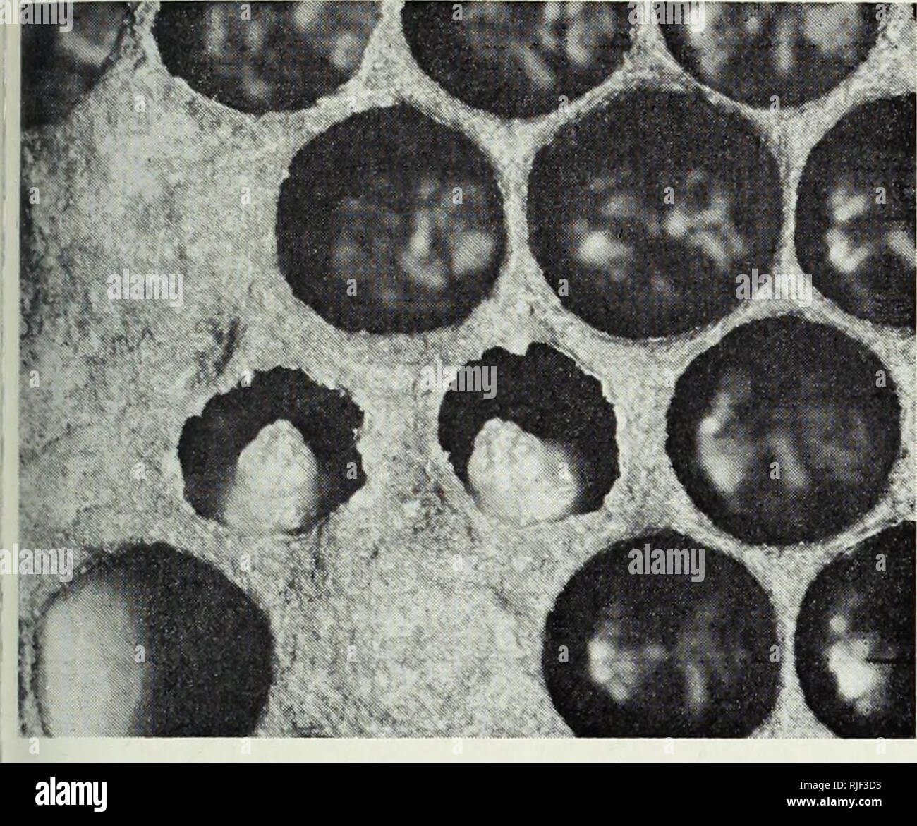 Ascosphaera Apis High Resolution Stock Photography And Images Alamy
