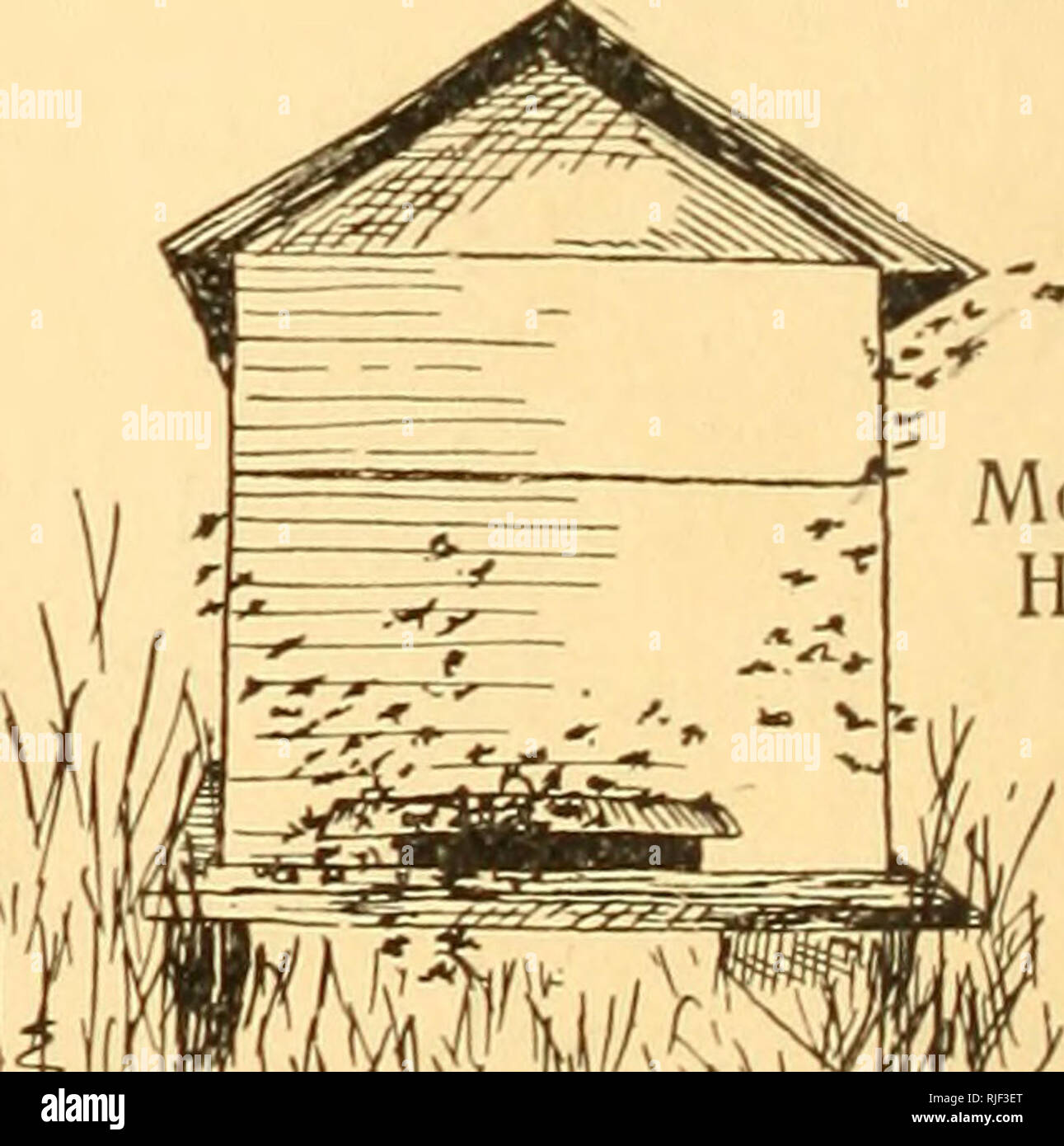 The Bee People. Bees. I8 The Bee People. I Am Sure You Would Do Anything To  Keep It Away, And If You Had A Good Sharp Sting You Would Use It.