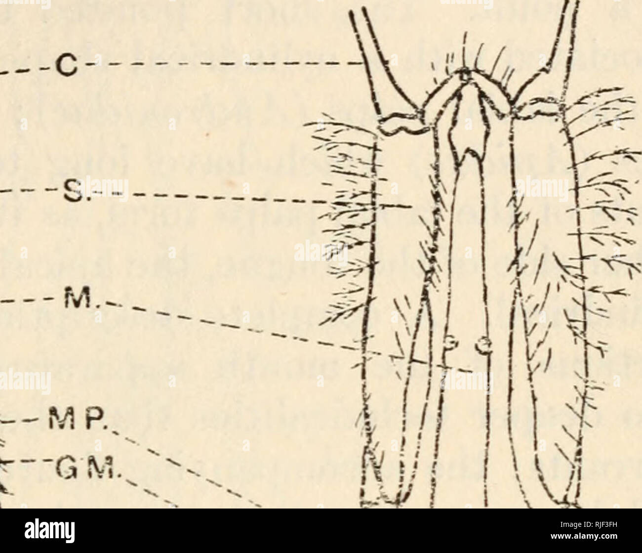 . Bees and wasps. Bees; Wasps. Back view of mouth parts of Colletes (forked tongue) V T, Back view of mouth parts of Andrena (short pointed tongue) Fig. 9. C, cardo of maxilla. G.M., galea (laeinia of some authors) of maxilla. L.P., labial palp. M.,mentum, M.P., maxillary palp. PG., paraglossa. S., stipes of maxilla. T., tongue. apparatus (see figs. 9 and 10). There are three chief types of tongue—(i) a short forked tongue resembling that of a Fossor; (ii) a short pointed tongue, like a. Please note that these images are extracted from scanned page images that may have been digitally enhanced  Stock Photo