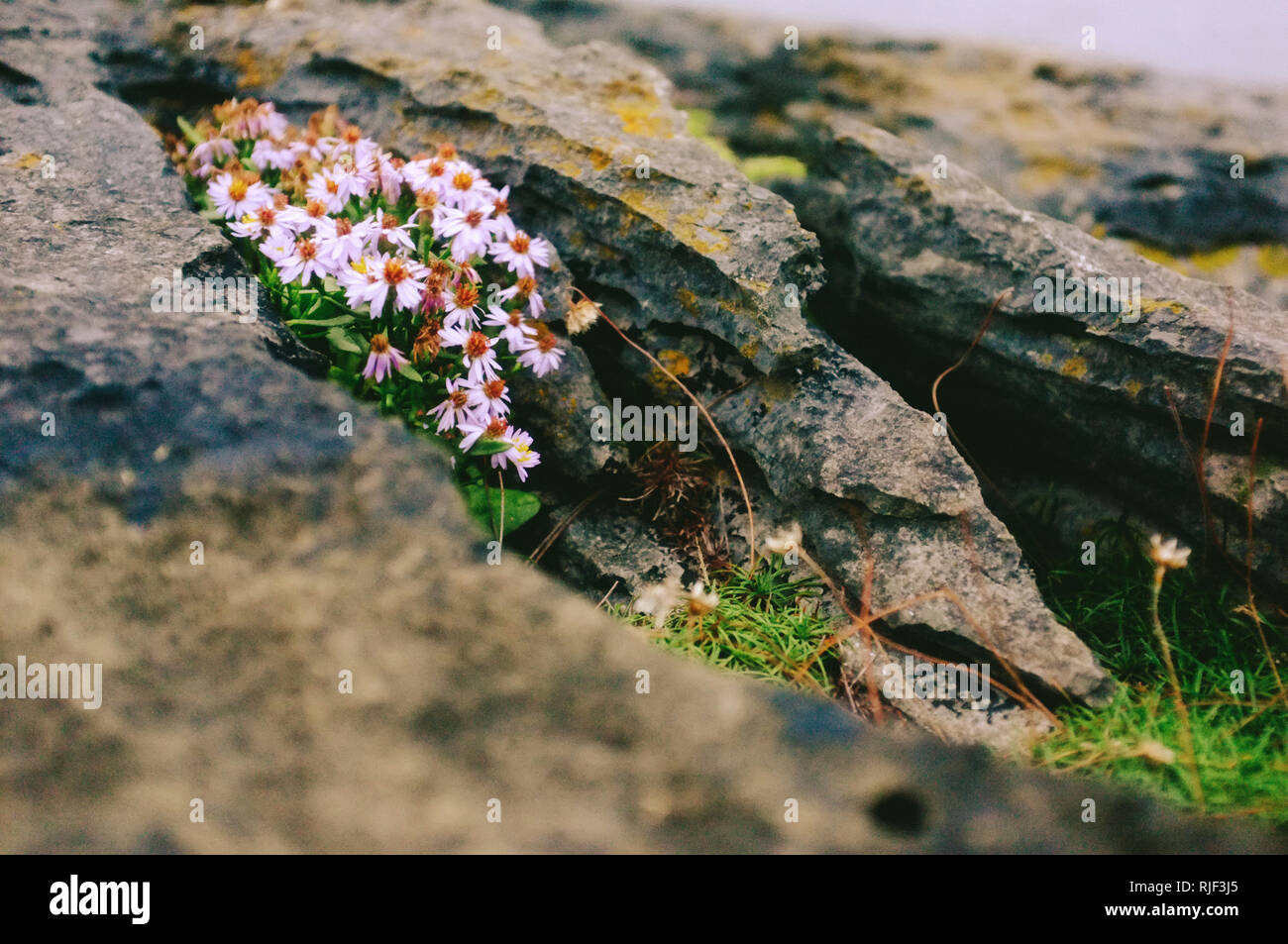 plants grow on rocks Stock Photo Alamy