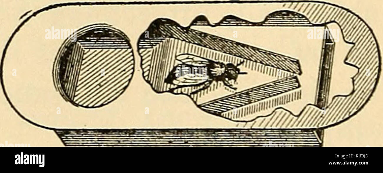 Beekeeping A Discussion Of The Life Of The Honeybee And Of The