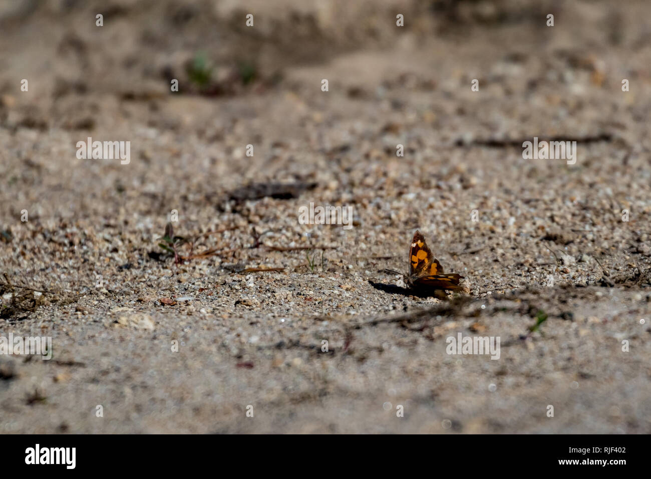 Beautiful small brown and yellow butterfly sitting on sandy ground shore close to the water reservoir of Dospat, Southern Bulgaria. Selective focus, shallow depth of field. Sunny October autumn day Stock Photo