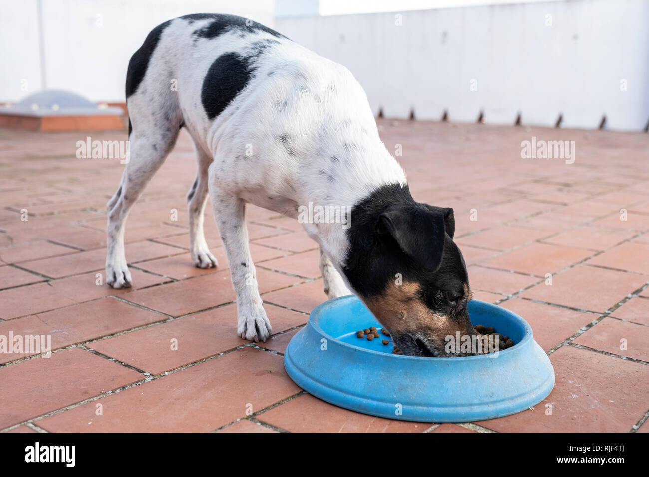 Pedigree dog food hires stock photography and images Alamy