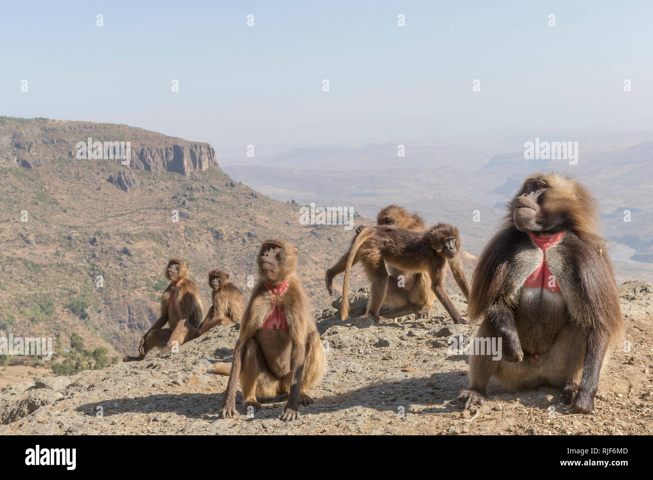 Gelada Baboon (Theropithecus gelada). Group of females with young and male near the cliff where they spend the night. Ethiopia .. Stock Photo