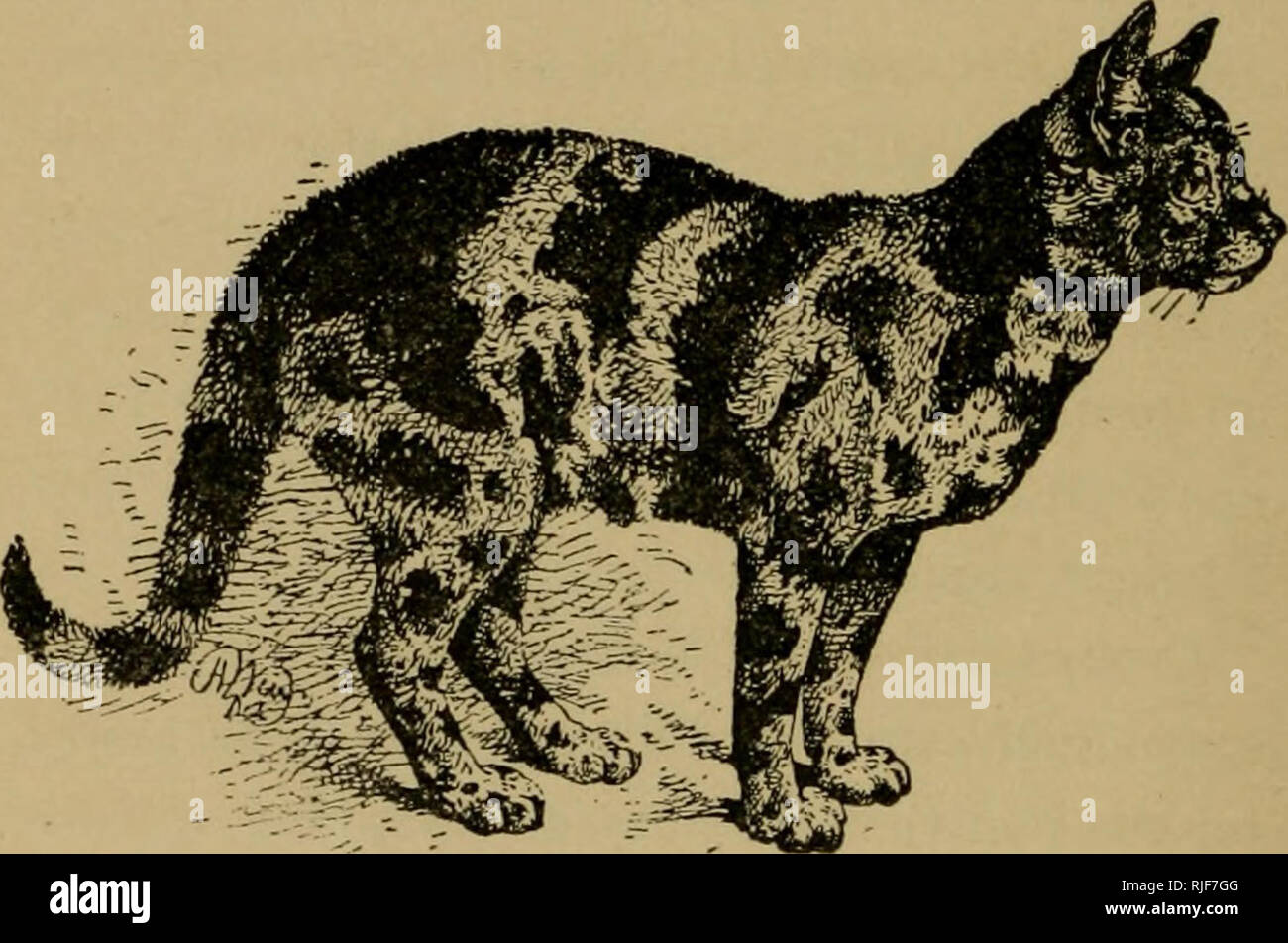 The Cat A Guide To The Classification And Varieties Of Cats And A