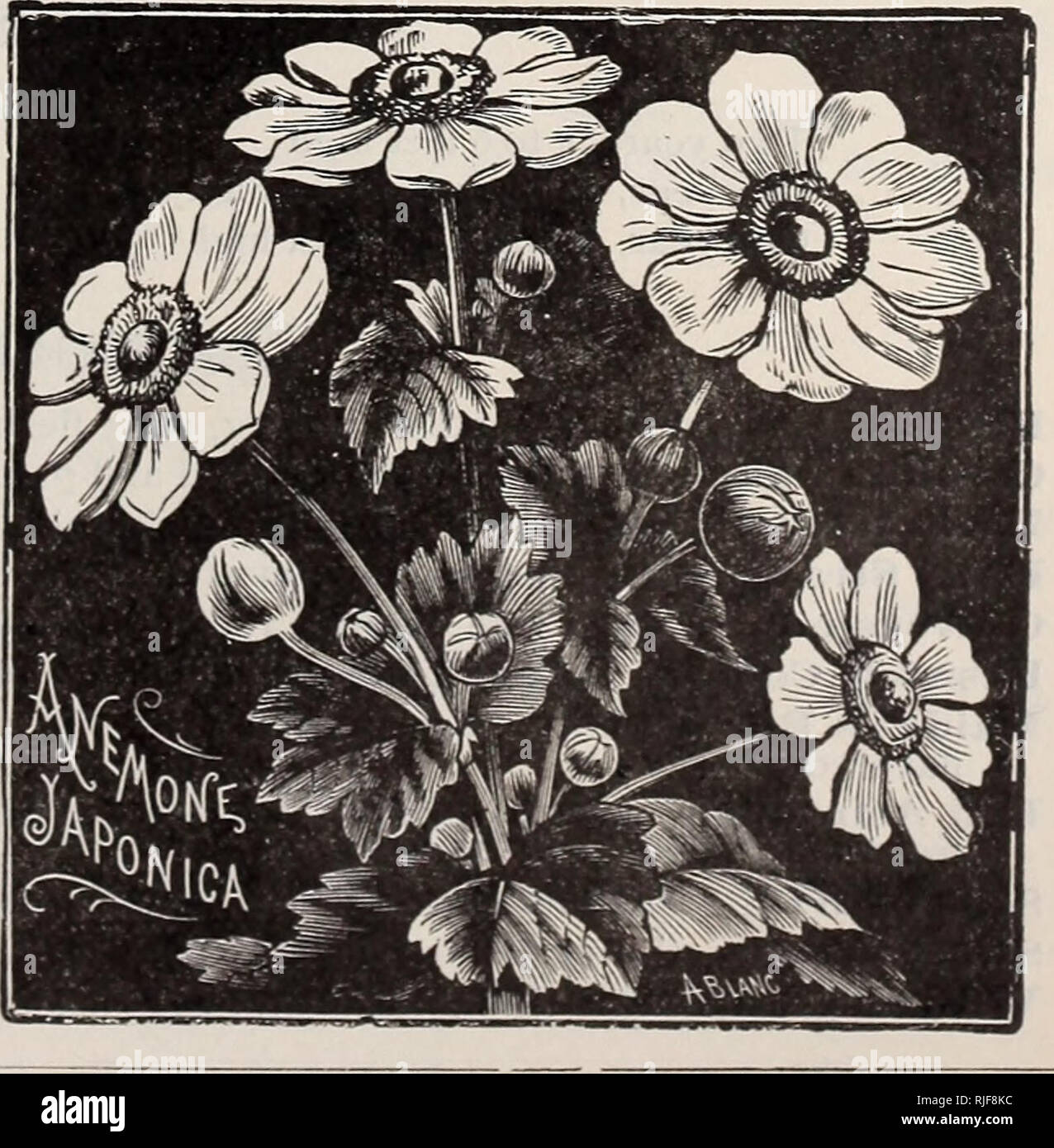 . Catalogue Sherwood Hall Nursery Co.. Nurseries (Horticulture