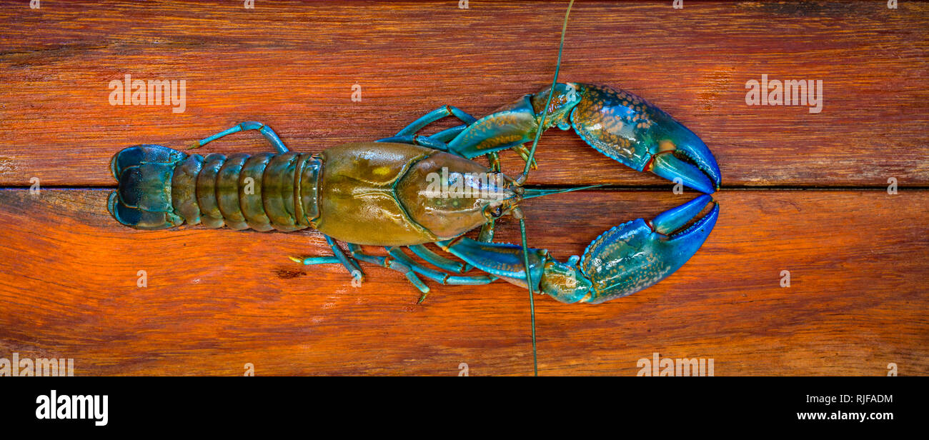 A crayfish also known as a (yabbie) with blue claws on a wooden