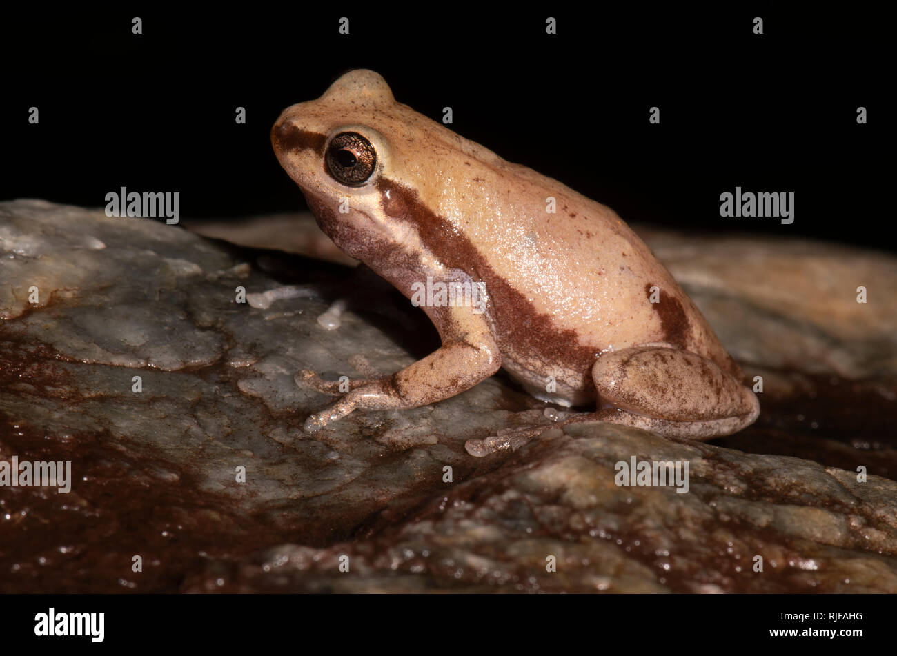 Sideways view of a Desert Tree Frog (Litoria rubella), Cairns, Far North Queensland, FNQ, QLD, Australia Stock Photo