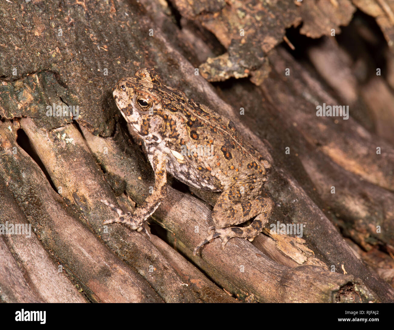 A camouflaged juvenile Cane Toad (Bufo Marinus or Rhinella marina) which is a pest introduced species in Australia Stock Photo