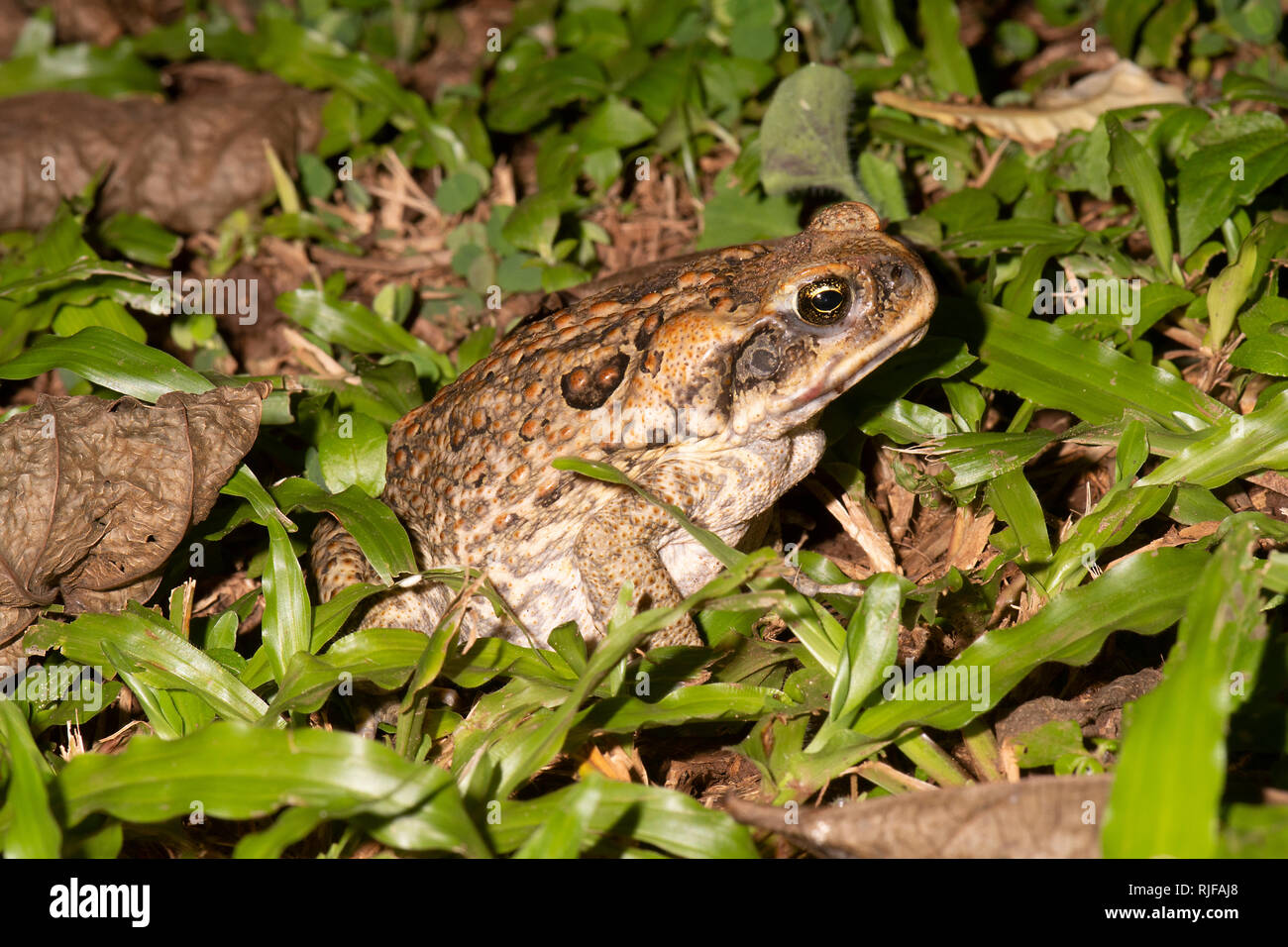A Cane Toad (Bufo Marinus or Rhinella marina) which is a pest introduced species in Australia Stock Photo