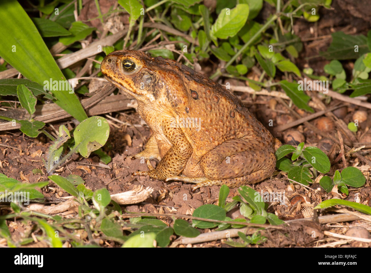 A Cane Toad (Bufo Marinus or Rhinella marina) which is a pest introduced species in Australia Stock Photo