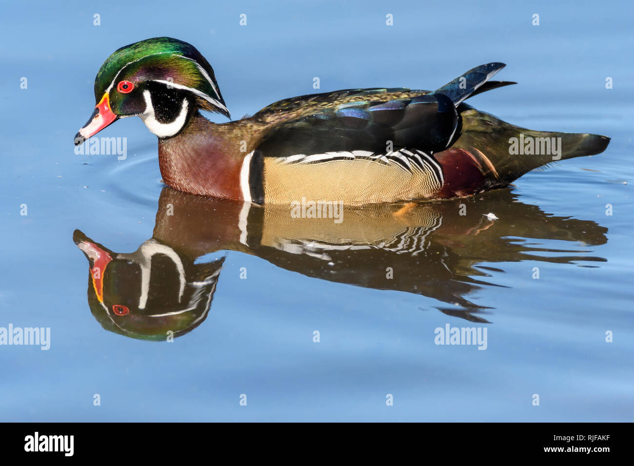 Wood duck, Aix sponsa, Burnaby Lake Regional Park, Burnaby, British Columbia, Canada Stock Photo