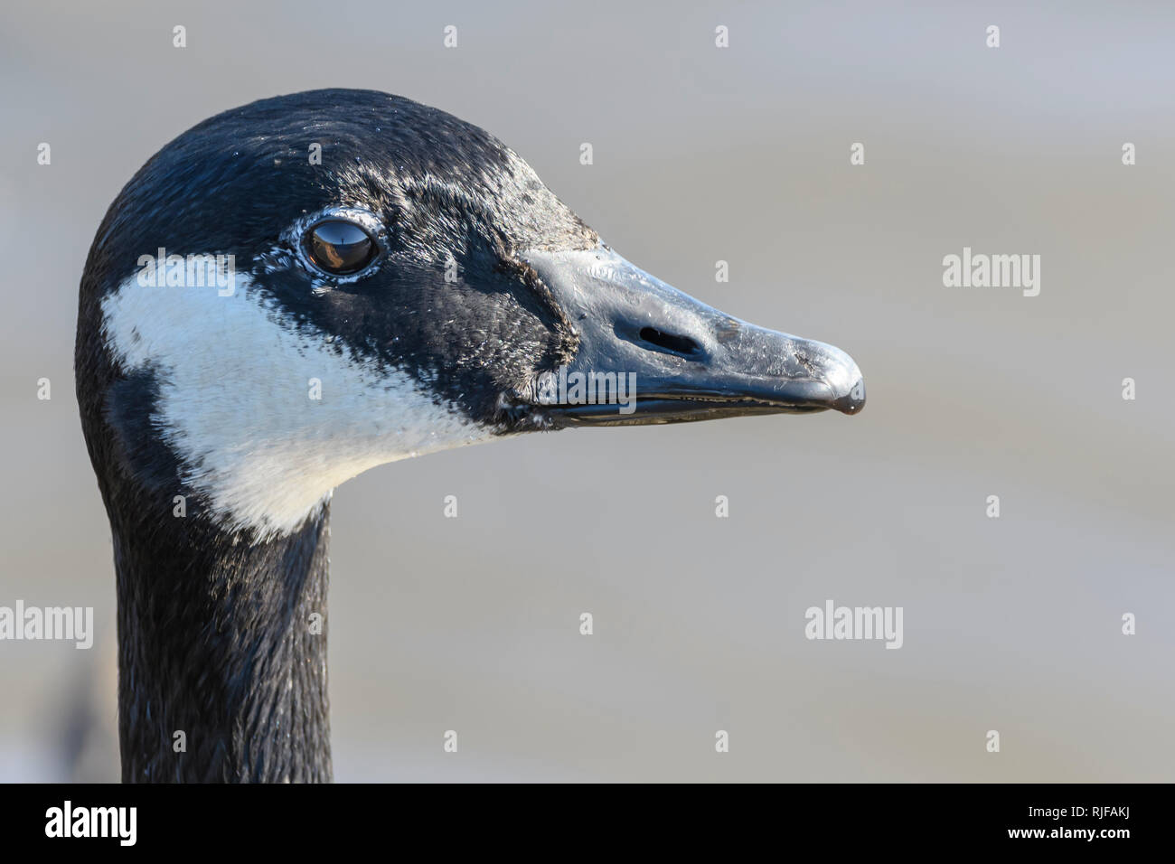 Largest goose in the world hi res stock photography and images Alamy