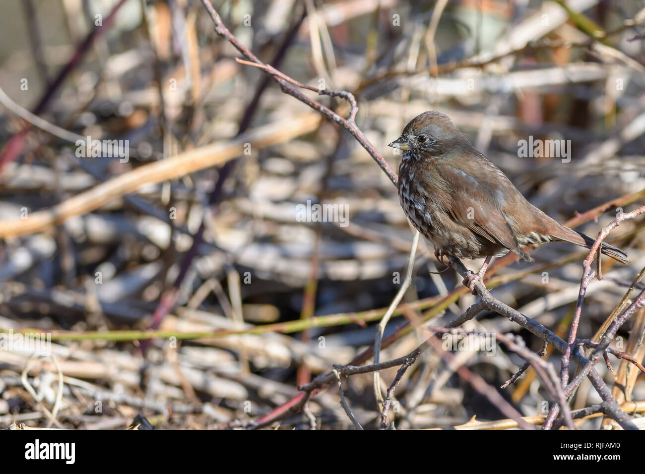 Fox Sparrow, Passerella iliaca, Burnaby Lake Regional Park, Burnaby, British Columbia, Canada Stock Photo