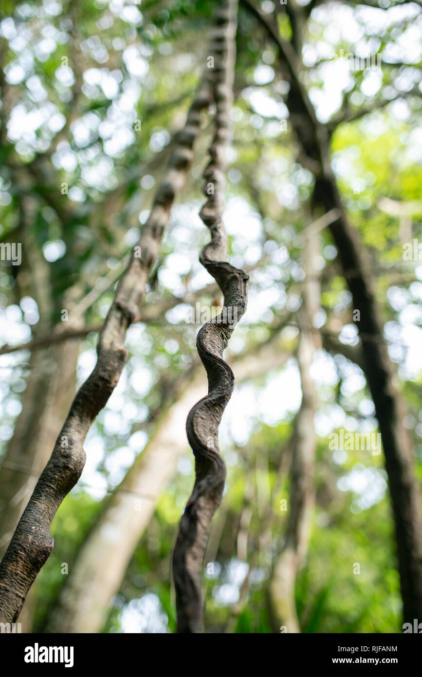 Tropical rainforest foliage: Liana wavy jungle vine. Tayrona National Park, Colombia. Sep 2018 Stock Photo