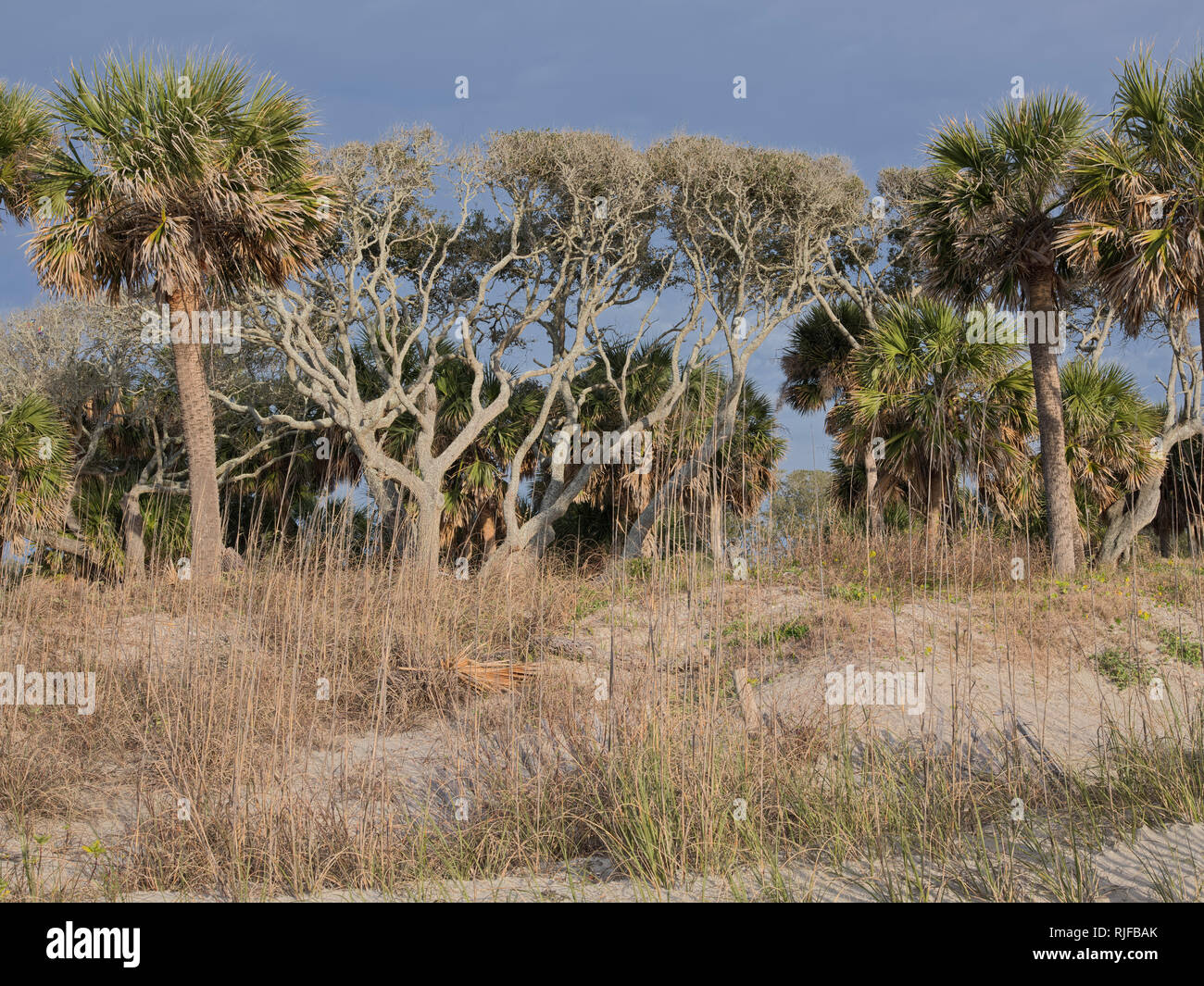 Edisto Island State Park, South Carolina. Beach dune and tropical coastal hammock. Stock Photo