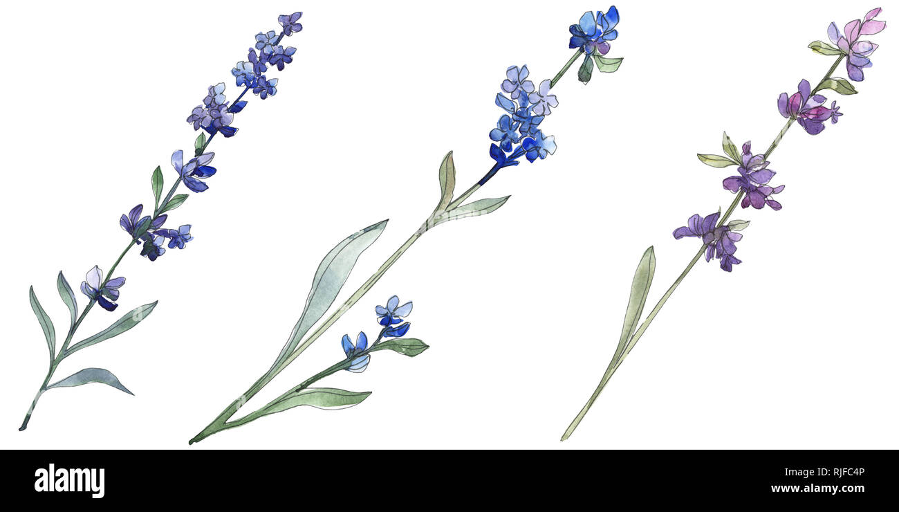 1000 Purple Hyacinth Illustrations RoyaltyFree Vector Graphics  Clip  Art  iStock  Purple aster Hydrangea Flowers