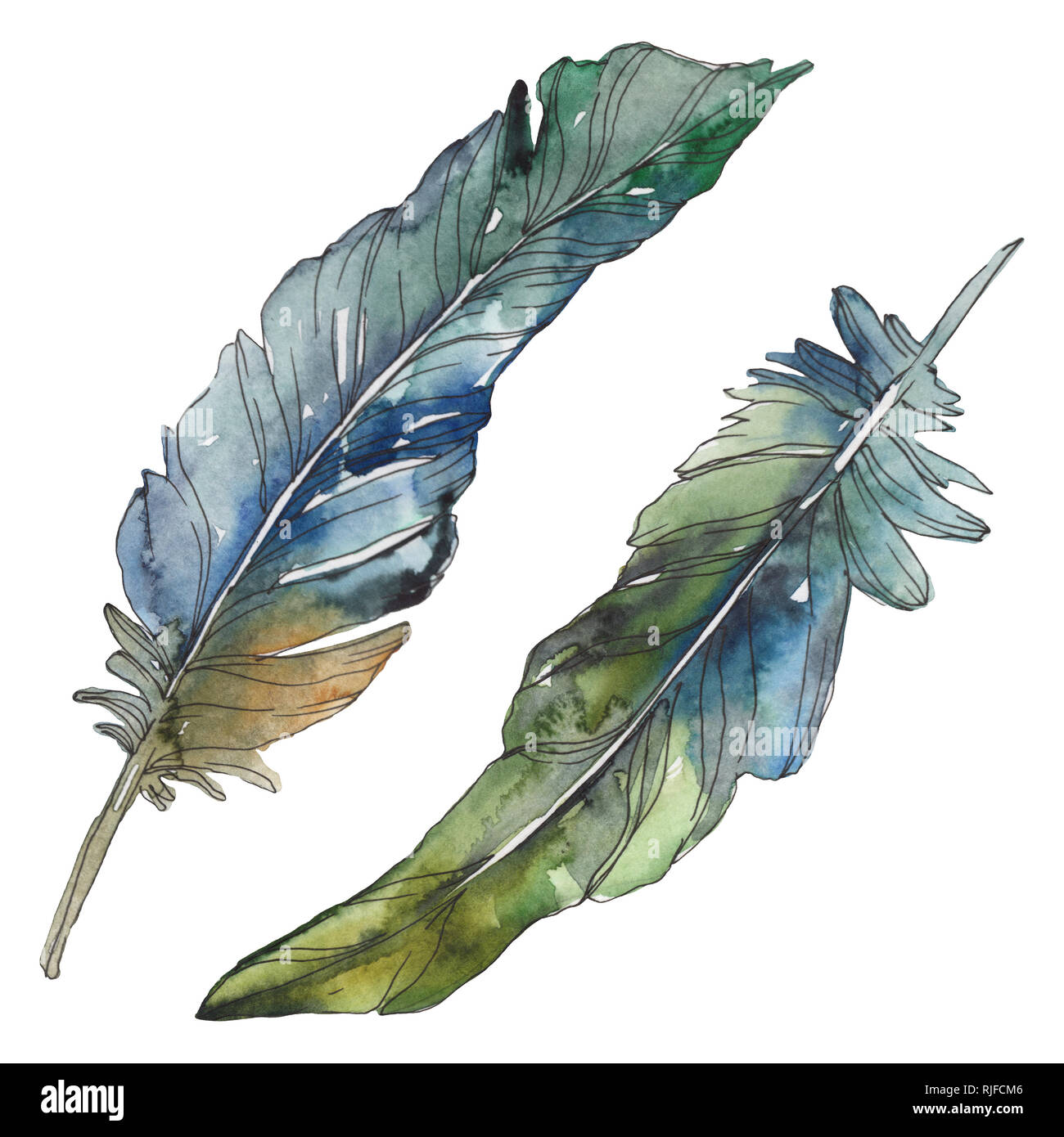 Bird feather from wing isolated. Watercolor background illustration set ...