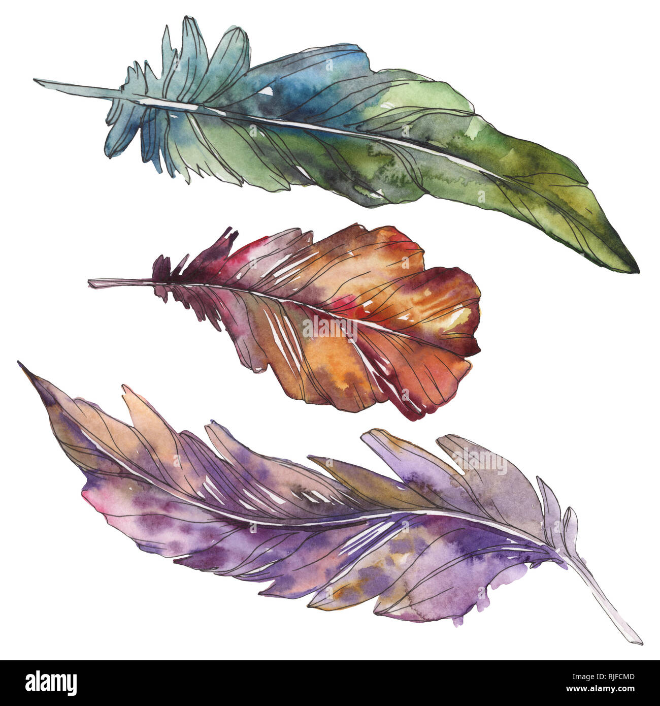 Bird feather from wing isolated. Watercolor background illustration set ...