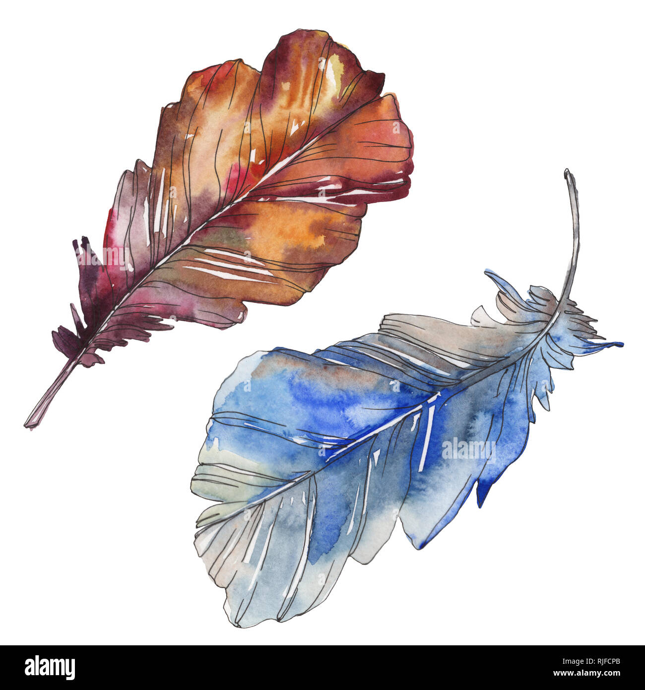 Bird feather from wing isolated. Watercolor background illustration set ...