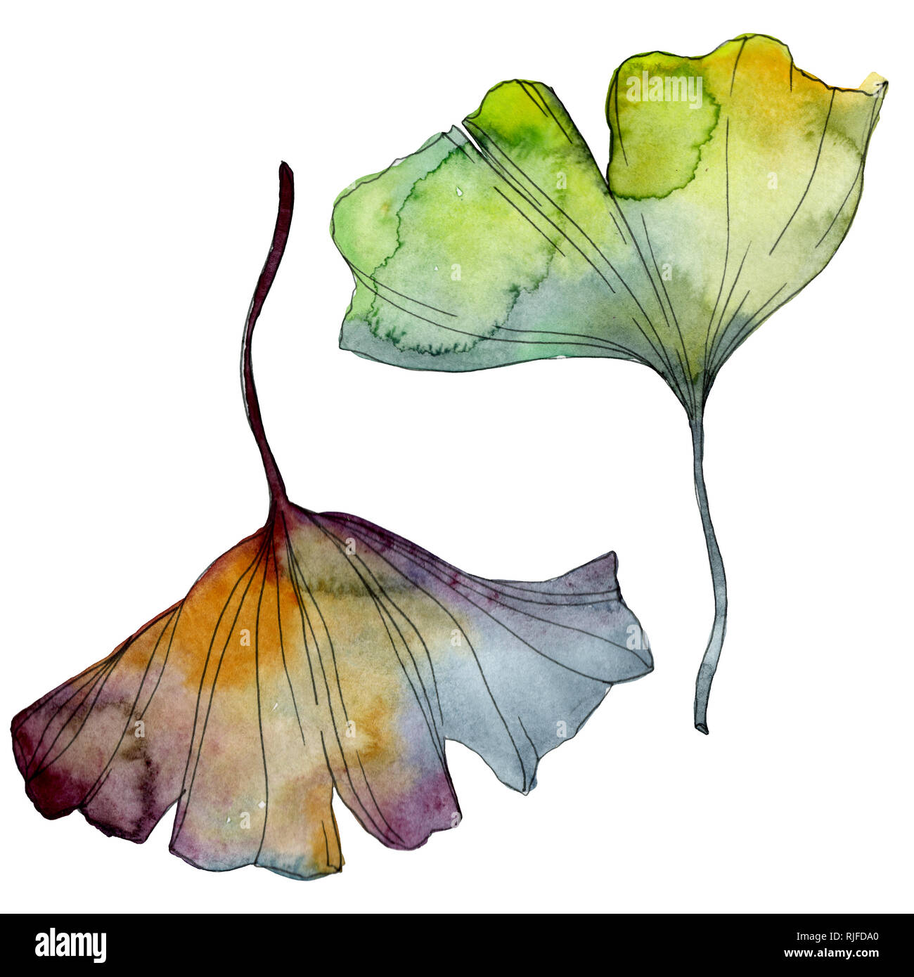 Ginkgo biloba leaf. Leaf plant botanical garden floral foliage. Watercolor  background illustration set. Watercolour drawing fashion aquarelle isolated  Stock Photo - Alamy