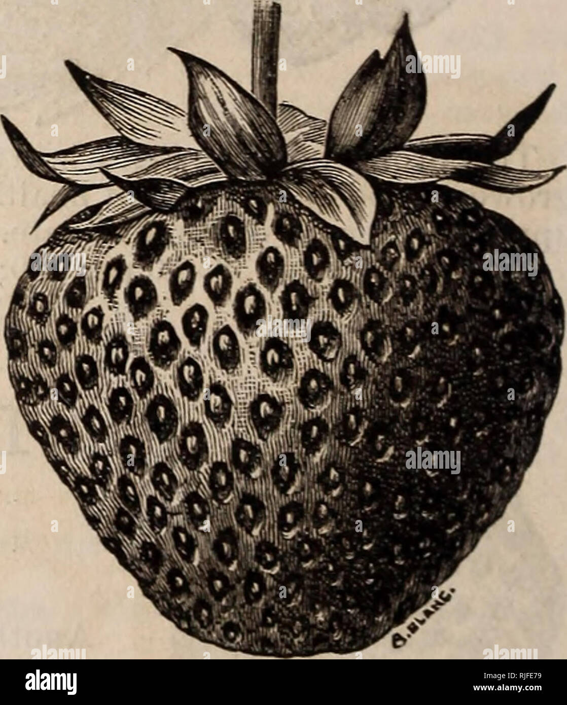 Catalogue and price list of small fruit plants for the season of 1885 :  with instructions for cultivating strawberries, black and red raspberries,  blackberries, and grapes. Fruit Seeds Catalogs; Nurseries (Horticulture)
