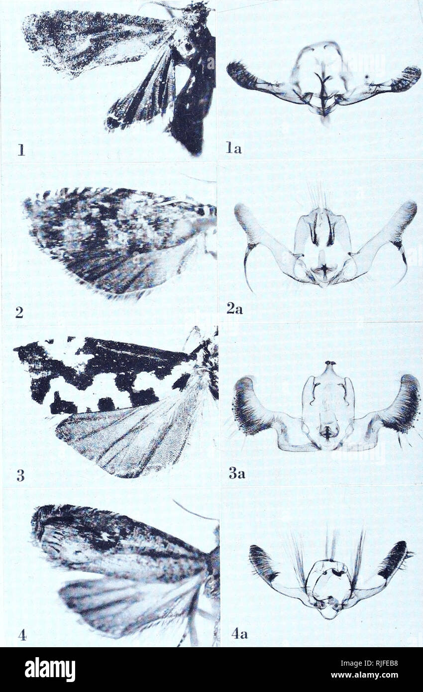 . Catalogue of the types specimens of Microlepidoptera in the British Museum (Natural History) described by Edward Meyrick / by J.F. Gates Clarke. Meyrick Catalogue Vol. III. Plate i88. EUCOSMA. Please note that these images are extracted from scanned page images that may have been digitally enhanced for readability - coloration and appearance of these illustrations may not perfectly resemble the original work.. British Museum (Natural History). Department of Entomology. [Lepidoptera]; Clarke, J. F. Gates (John Frederick Gates), 1905-1990. London : British Museum (Natural History) Stock Photo