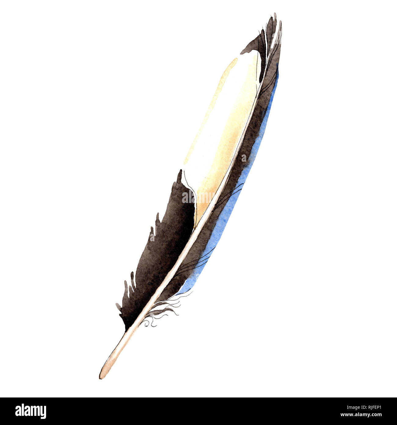 Bird feather from wing isolated. Watercolor background illustration set ...