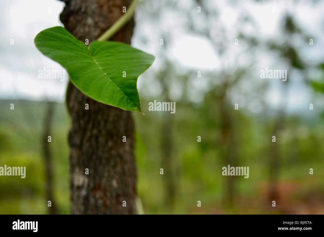 Large green leaves of a climbing plant, Moongun walking trail at Elliot