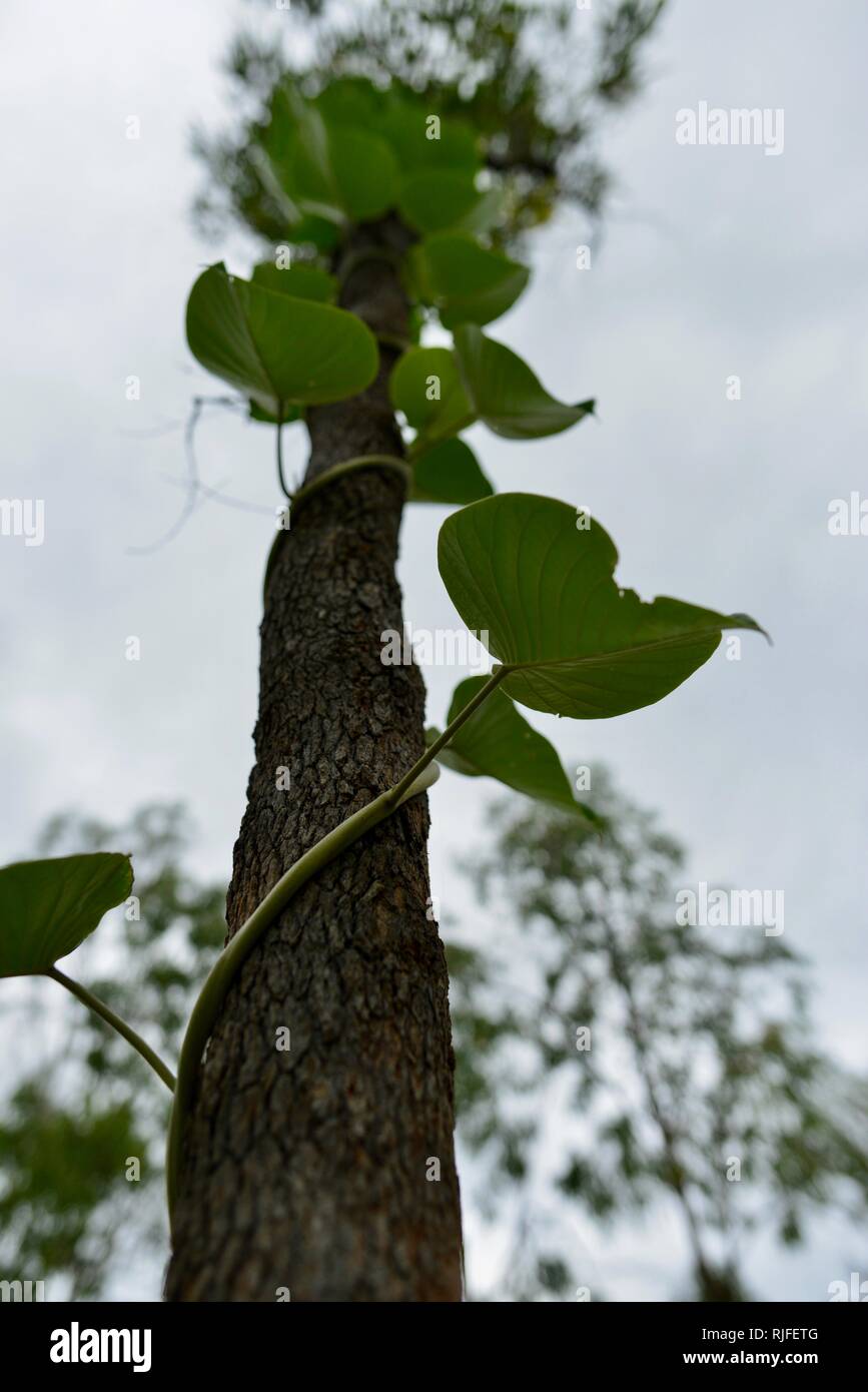 Large green leaves of a climbing plant, Moongun walking trail at Elliot