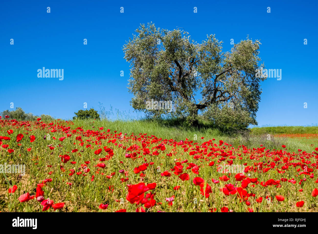 Typical hilly Tuscan countryside in Val d’Orcia with an olive tree and red blooming poppies (Papaveraceae) Stock Photo