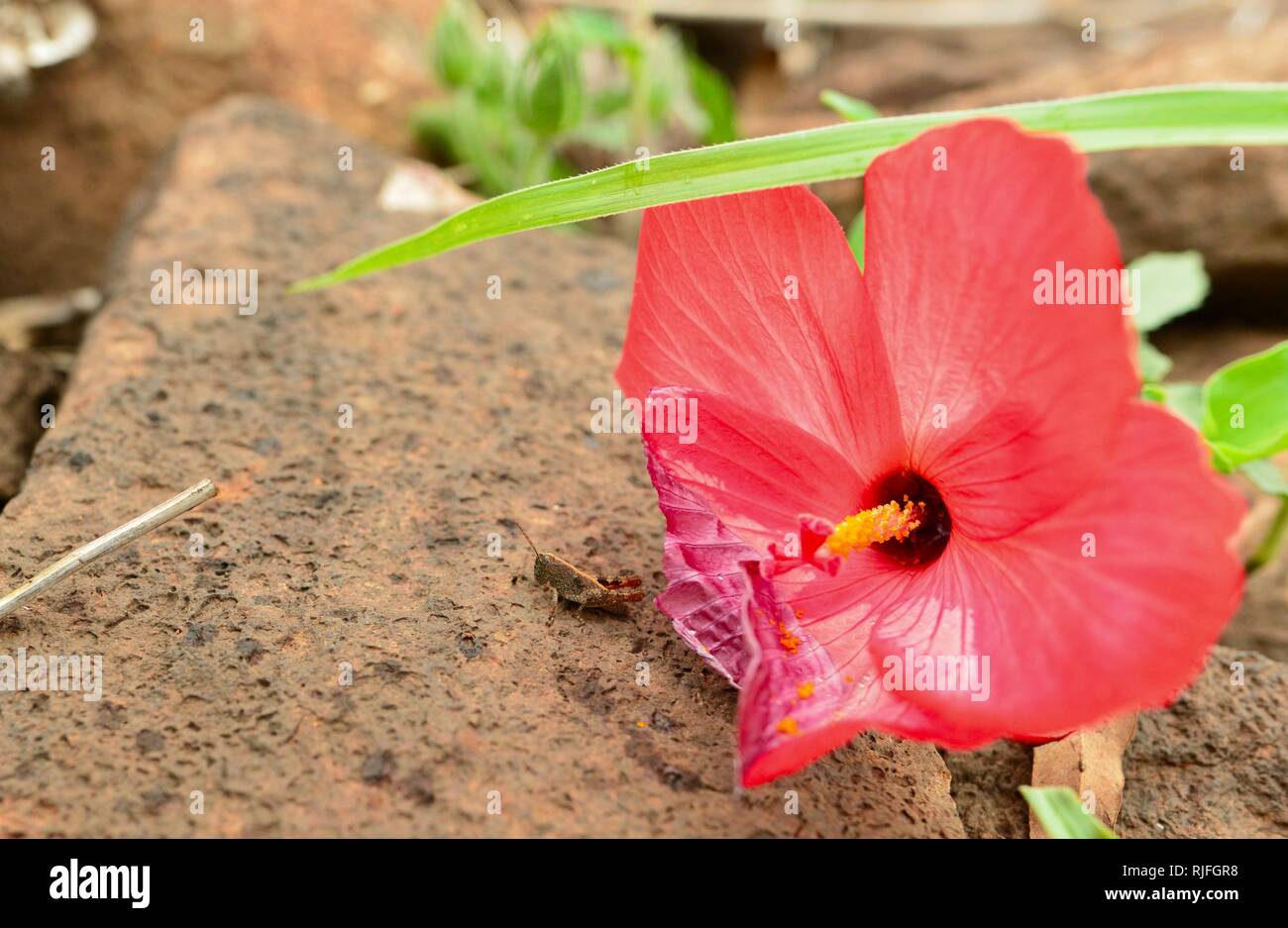 Abelmoschus moschatus Abelmosk ambrette annual hibiscus, Bamia Moschata, Galu Gasturi, muskdana, musk mallow, musk okra, ornamental okra, rose mallow Stock Photo