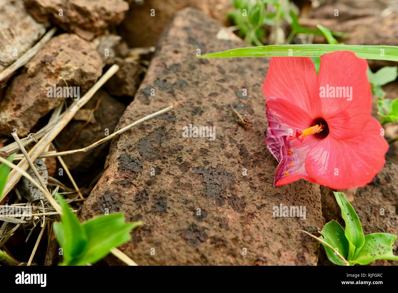 Abelmoschus Moschatus Abelmosk Ambrette Annual Hibiscus Bamia Moschata Galu Gasturi Muskdana Musk Mallow Musk Okra Ornamental Okra Rose Mallow Stock Photo Alamy Abelmoschus Moschatus Abelmosk Ambrette Annual Hibiscus Bamia Moschata Galu Gasturi Muskdana Musk Mallow Musk Okra Ornamental Okra Rose Mallow Stock Photo Alamy