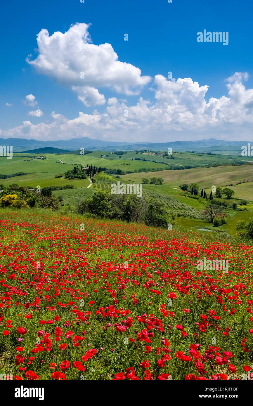 Aerial view on a typical hilly Tuscan countryside in Val d’Orcia with the farm Podere Belvedere on a hill, fields, cypresses and red blooming poppies  Stock Photo