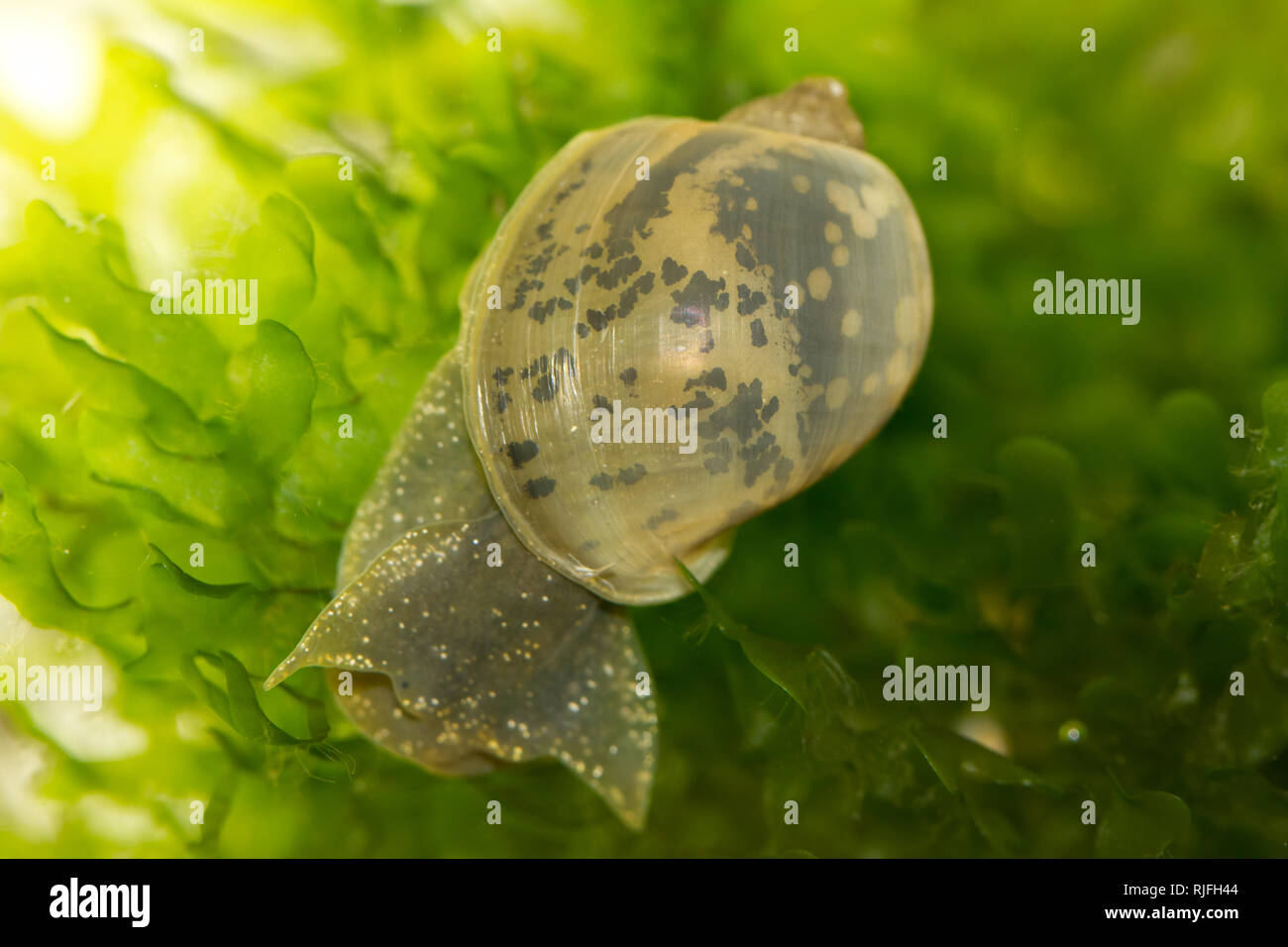 Freshwater pond snail Stock Photo
