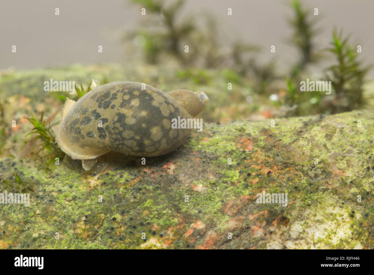 Freshwater pond snail Stock Photo