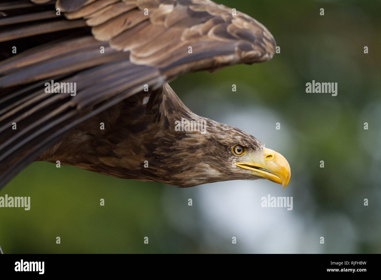 Sea Eagle in the sky Stock Photo