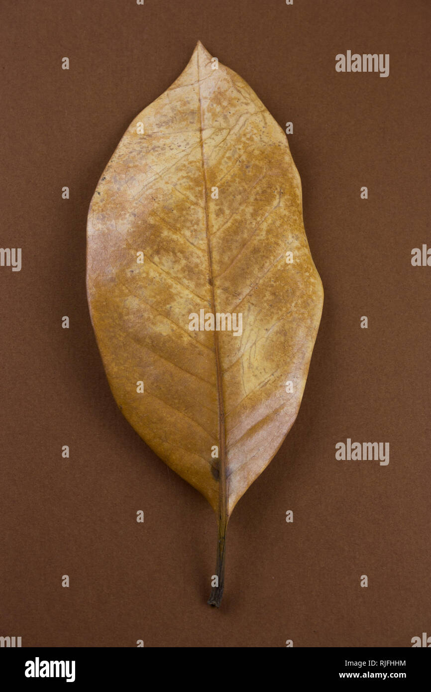 single dried brown leaf on a brown background Stock Photo