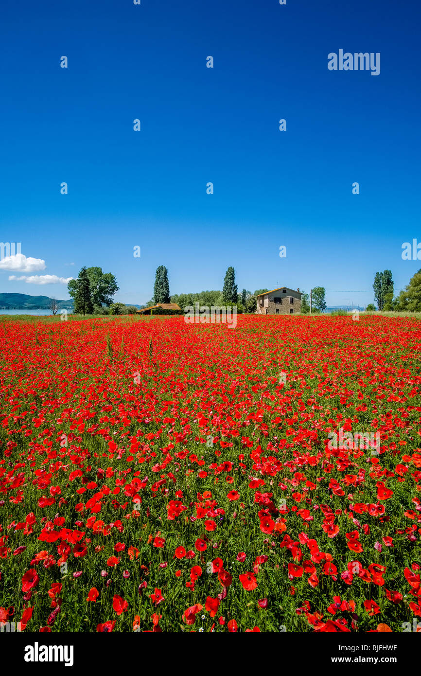 Typical hilly Tuscan countryside with fields, trees, a farmhouse and red blooming poppies (Papaveraceae) Stock Photo