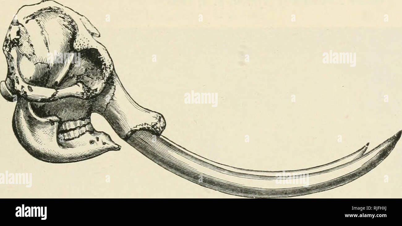 . Catalogue of the ungulate mammals in the British Museum (Natural History). British Museum (Natural History); Ungulates. ELEPIIANTID.E 85 2. Subgenus LOXODONTA. Loxodonte, F, Cnvier, Hist. Nat. Mamm. livv. 31, pi. 1825. Loxodonta, F. Cuvier, Zool. Joitrn. vol. iii, p. 140, 1827; Gray, List Mamm. Brit. Mus. p. 184, 1843, Cot. Carnivora, etc. Brit. Mus. p. 359, 1869. Loxodon, Falconer, Quart. Journ. Geol. Soc. vol. xiii, p. 318, 1857 ; Flower and Garson, Cat. Osteol. Mus. B. Coll. Surq. pt. ii, p. 483, 1884 ; nee Milller and Henle, 1841. Loxo(-disko-)don, Polilig, Nova Acta Ac. Cxs, LeojJ.-Car. Stock Photo