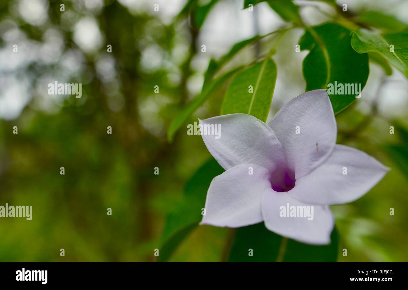 Cryptostegia grandiflora hi-res stock photography and images - Alamy