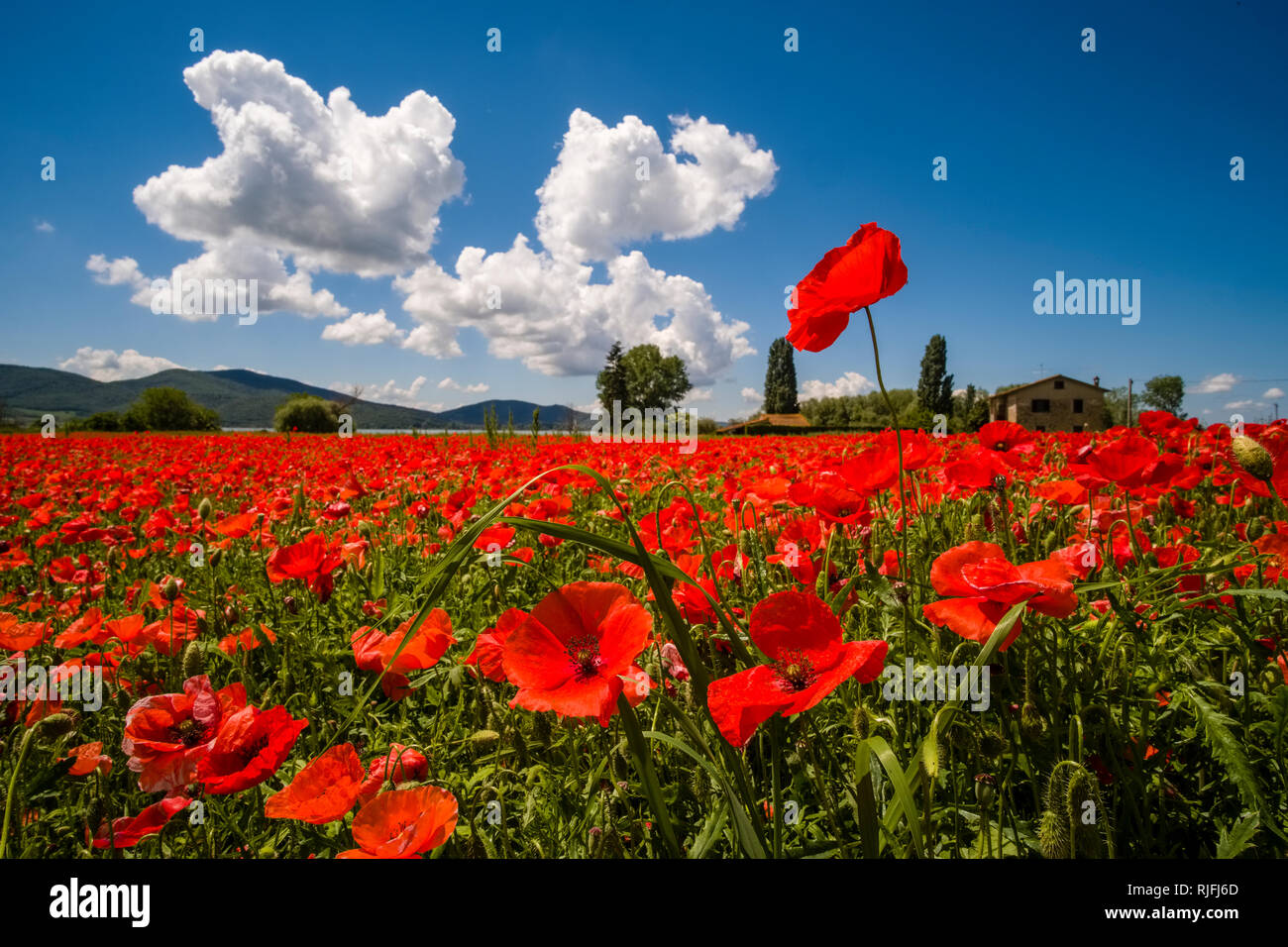 Poppies poppy flower fields hi-res stock photography and images - Alamy