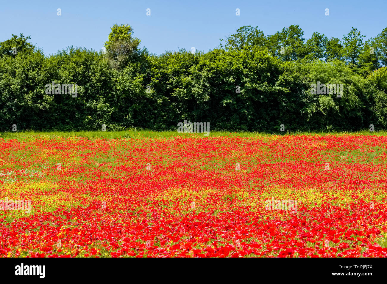 Big field of red blooming poppies (Papaveraceae), trees in the distance Stock Photo