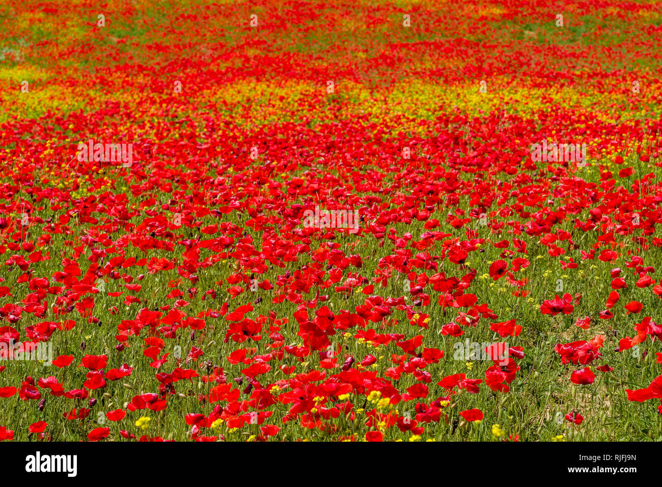 Big field of red blooming poppies (Papaveraceae) Stock Photo