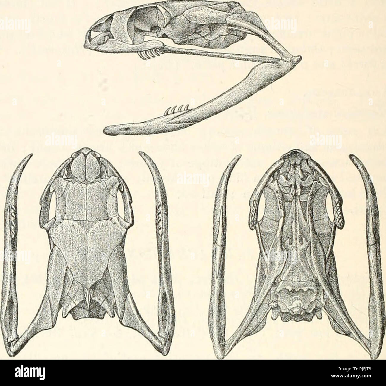 . Catalogue of the snakes in the ... Museum. 35-4 COLtTBEID^E. pits, in 23 to 27 rows; scales on three or four lateral rows oblique and with more or less distinctly serrated keels; ventrals rounded. Tail moderate ; subcaudals in two rows. Tropical and South Africa. Fiff. 25.. Skull of Dasypeltis scahra. 1. Dasypeltis scabra. Coluber scaber, Linn. Mus. Ad. Frid. p. 36, pi. x. fig. 1 (1754). and S. N. i. p. 384 (1766) ; Merr. Beitr. Nat. Amph. i. p. 34, pi. ix. (1790); Baud. Eept. vi. p. 263 (1803). palmarum, Leach, Tuckey^s Explor. R. Zaire, App. p. 408 (1818). Anodon typus, Smith, Zool. Jonrn. Stock Photo